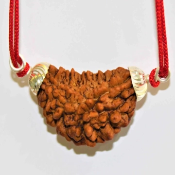 Natural 1 Face/Mukhi Rudraksha